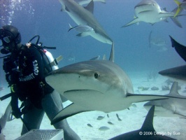 The Bahamas with Dutchess Diving and Stuart Cove's 2006