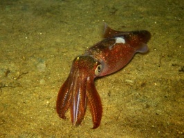 1 Squid