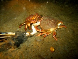 9 Crabs fighting over Razer