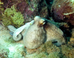 Curacao 2009