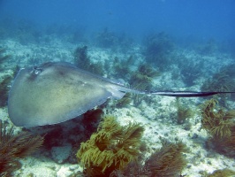 Florida Keys 2010 July 2010