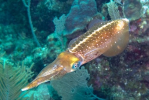 006  Caribbean Reef Squid IMG_6264