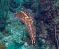 007  Caribbean Reef Squid IMG_6265