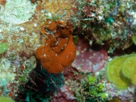 009  Sponge IMG_6267