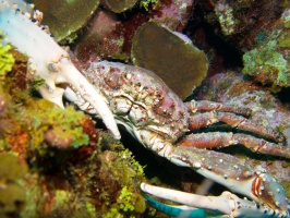 011  Channel Cling Crab IMG_6272