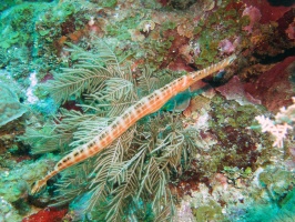 013  Trumpetfish IMG_6274