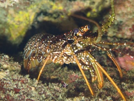 015  Spotted Spiny Lobster IMG_6276