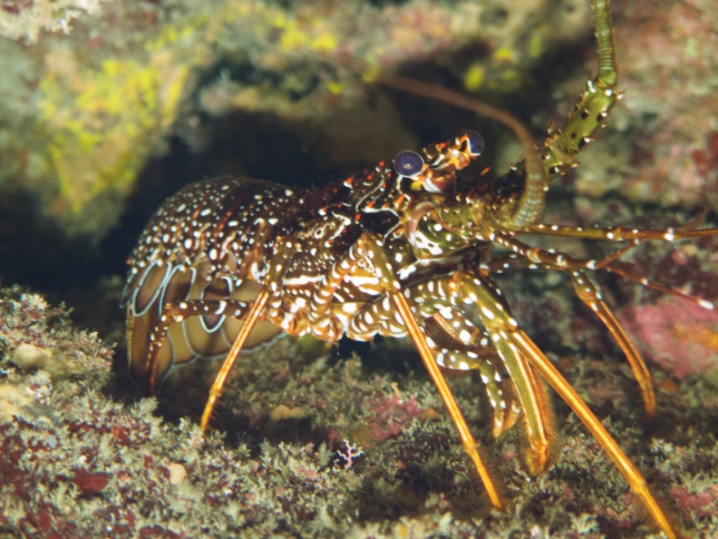015  Spotted Spiny Lobster IMG_6276.jpg