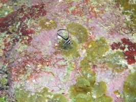 016  Juvenile Stripped Drumfish IMG_6280