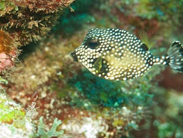 017  Spotted Trunkfish IMG_6282