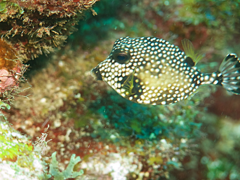 017  Spotted Trunkfish IMG_6282.jpg
