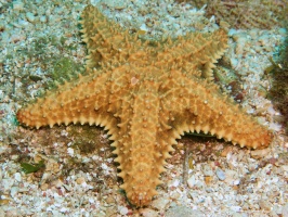 019  Cushion Starfish IMG_6285