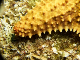 020  Close up of Cushion Starfish IMG_6286
