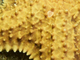 021  Close up of  Cushion Starfish IMG_6288