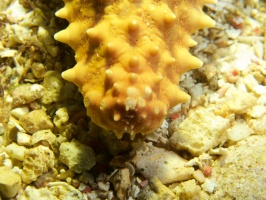 022  Close up of Cushion Starfish IMG_6289