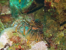 024  Spotted Spiny Lobster IMG_6295