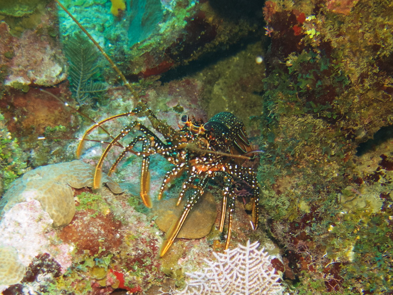 024  Spotted Spiny Lobster IMG_6295.jpg