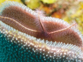 026  Brittlestar in Sponge zIMG_6298