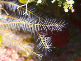 027  Golden Crinoid Close up IMG_6300