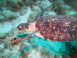 030  Hawksbill Sea Turtle IMG_6307