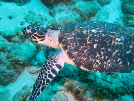 031  Hawksbill Sea Turtle IMG_6308