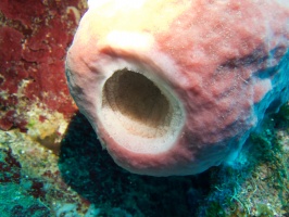 032  Sponge Closeup IMG_6310