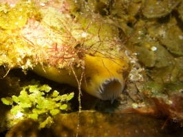 033  Sponge Closeup IMG_6311