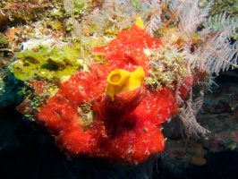 034  Red Encrusting Sponge and Variable Boring Sponge IMG_6312