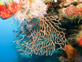 035  Gorgonian Coral IMG_6313