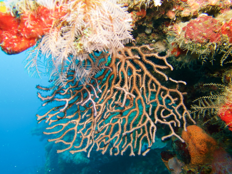 035  Gorgonian Coral IMG_6313.jpg