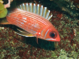 038  Longspine Squirrelfish IMG_6319