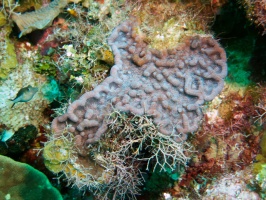 044  Knobby Cactus Coral IMG_6326