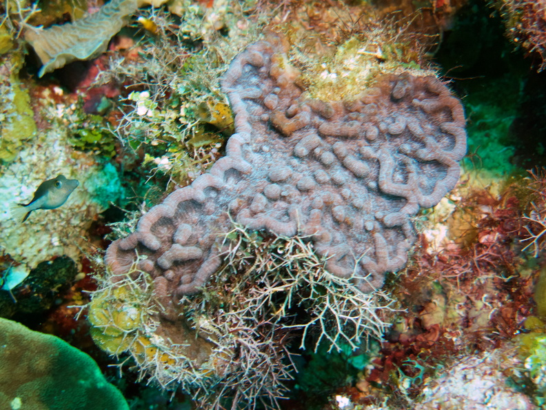 044  Knobby Cactus Coral IMG_6326.jpg