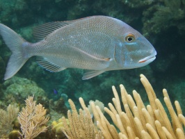 045  Jolthead Porgy IMG_6331