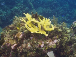 046  Elkhorn Coral IMG_6335