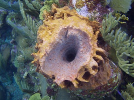 048  Vase Sponge IMG_6339