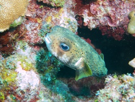 053  Balloonfish IMG_6341