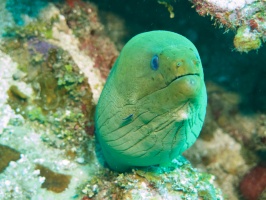 054  Green Moray IMG_6348