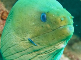 055  Green Moray IMG_6349