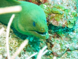 056  Green Moray IMG_6352