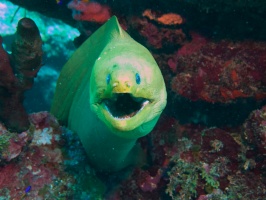 060  Green Moray IMG_6367