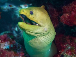 061  Green Moray IMG_6369