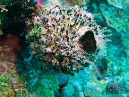 064  Rough Tube Sponge IMG_6374