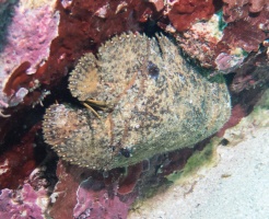 065  Sculptured Slipper Lobster IMG_6375