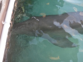 074  Dolphin IMG_8420