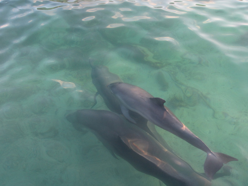 075  Dolphins IMG_8421.jpg