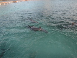 076  Dolphin \s IMG_8422