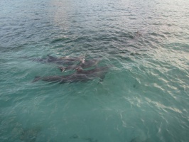 077  Dolphins IMG_8423
