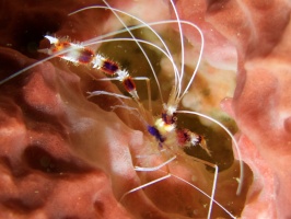 005  Banded Coral Shrimp IMG_6390