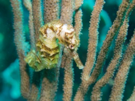 026  Longsnout Seahorse IMG_6437